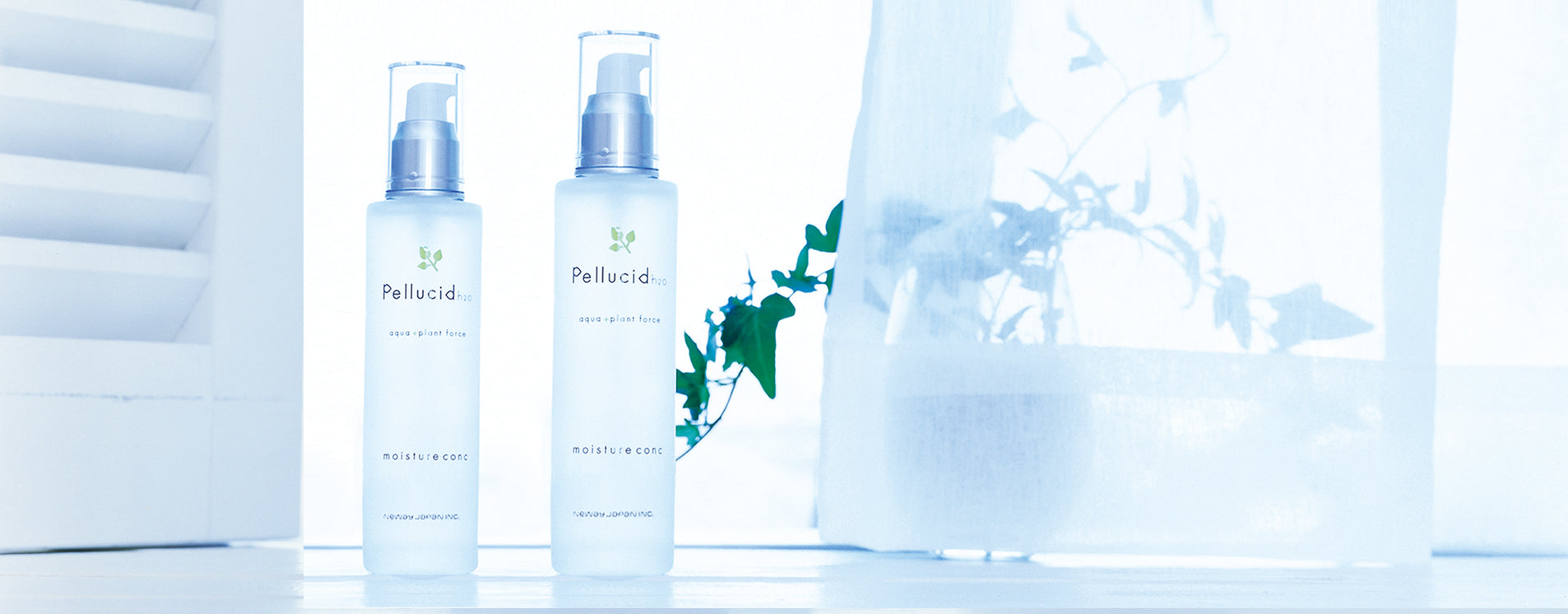 PELLUCID / ペルシード