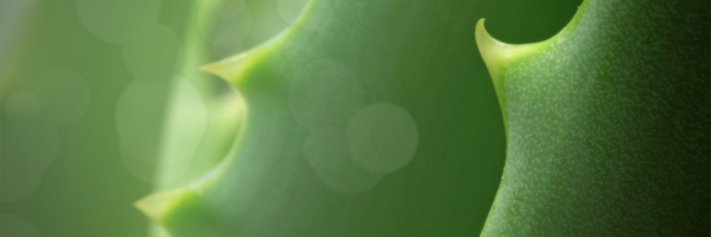 マミヤンアロエ / マミヤンアロエ